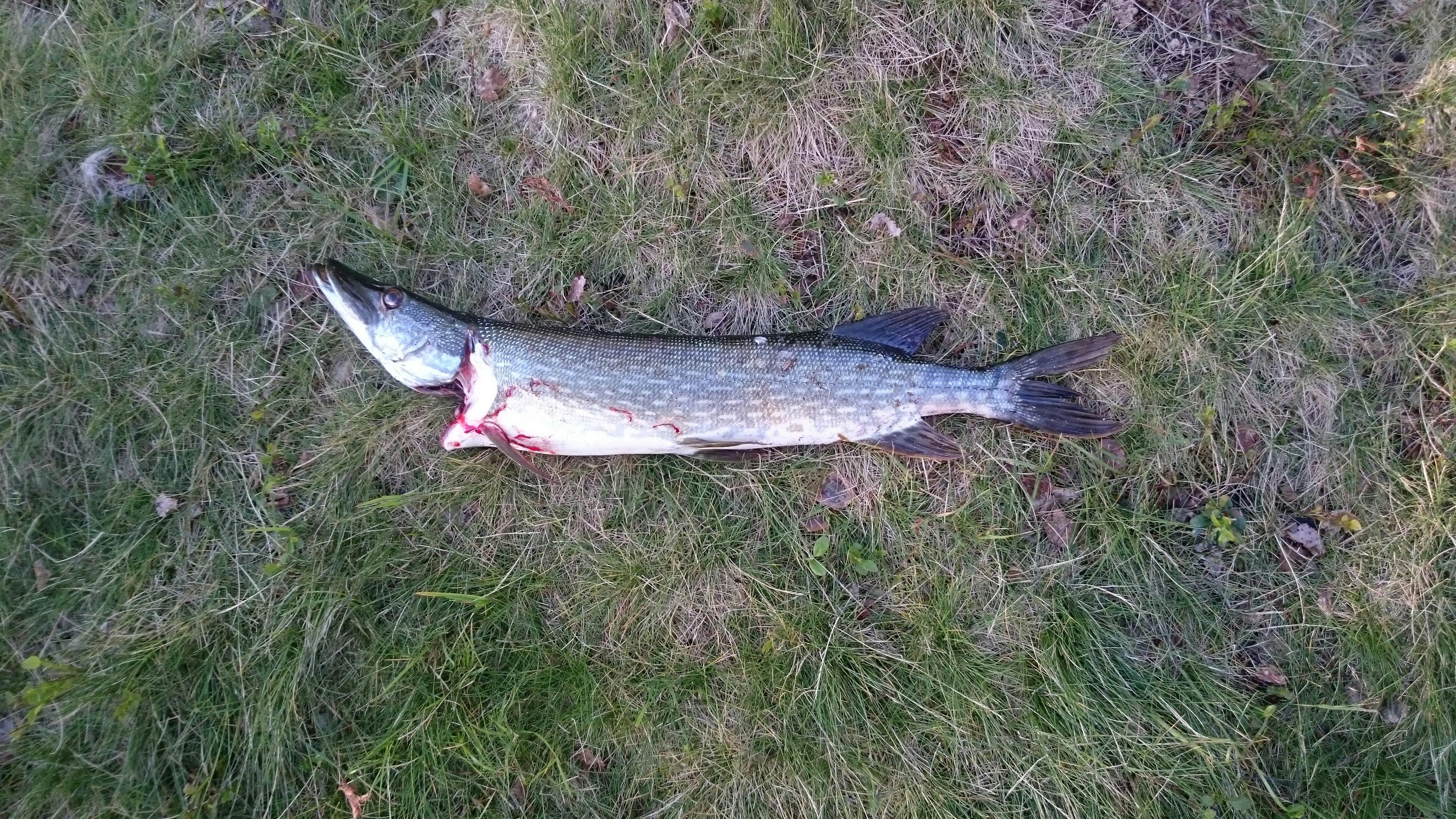 Ücretsiz balık, balıklar, turna balığı stok fotoğrafı