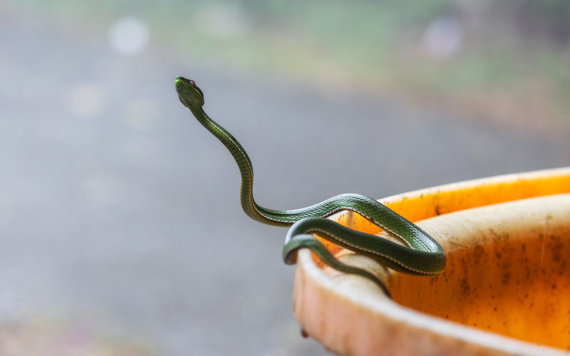 snakes.run: 100 миллионов пикселей в секунду через SSH — змейка, от которой не оторваться