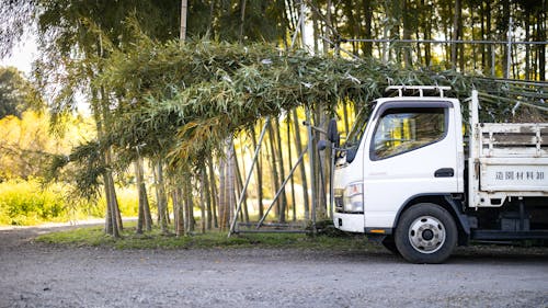 Kostenloses Stock Foto zu asien, auto, bambus