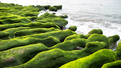 Ingyenes stockfotó algák, Ázsia, élénk témában