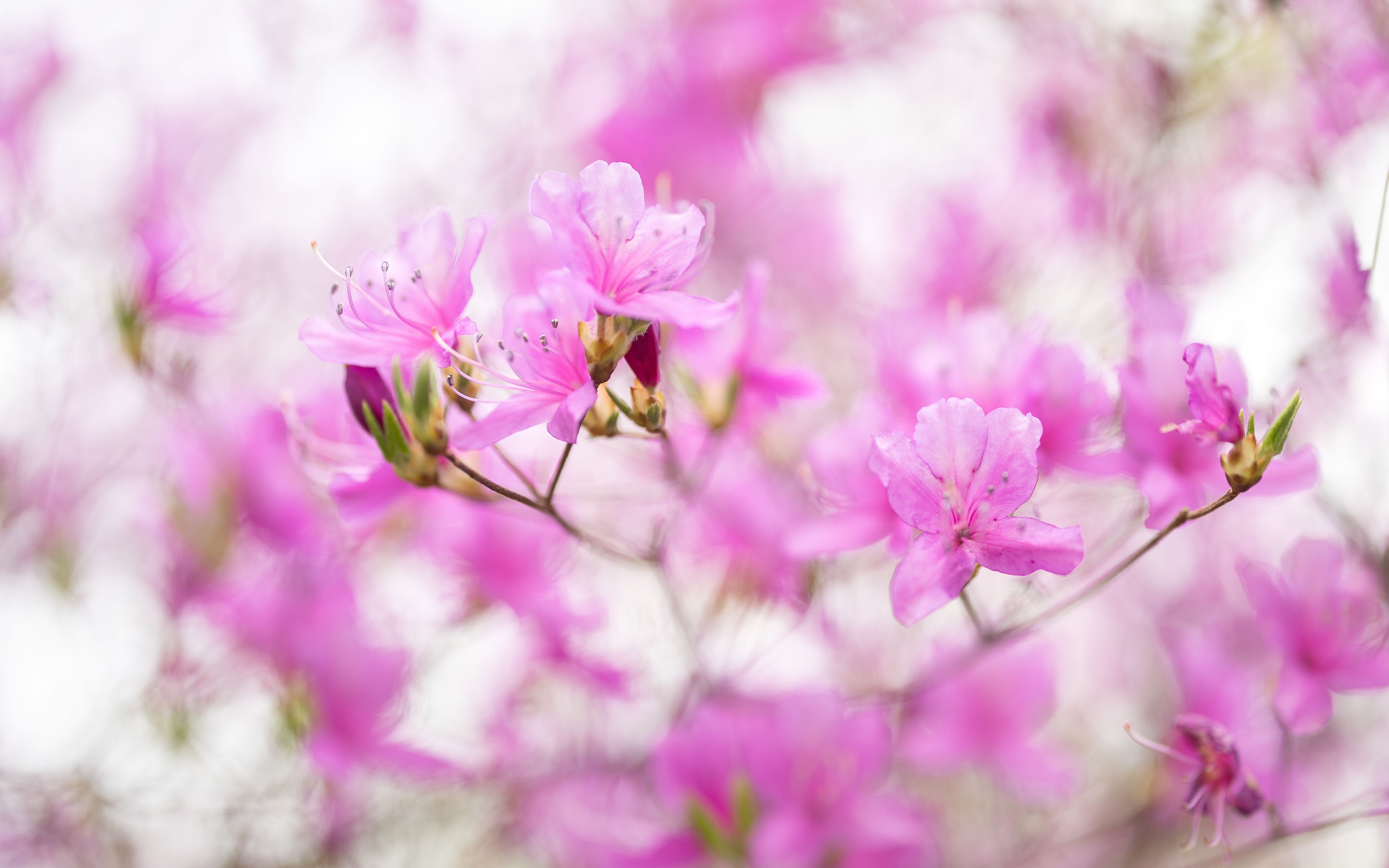 Close-up of Pink Cherry Blossom · Free Stock Photo