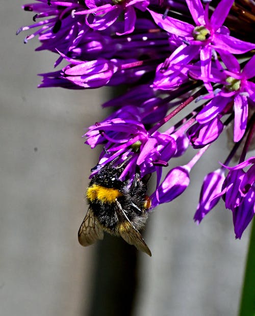 Kostnadsfri bild av bi, blomma