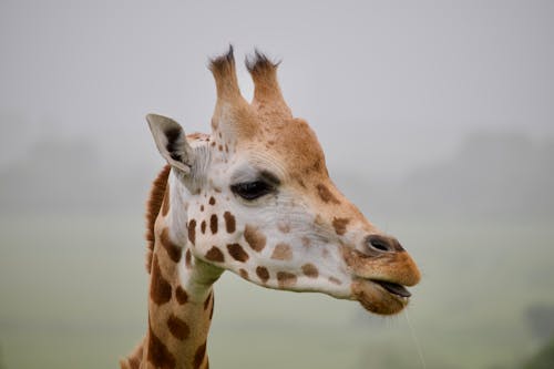 Gratis lagerfoto af dyr, giraf, natur