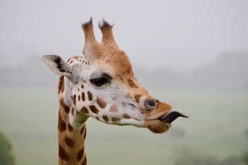 doğa, zürafa içeren Ücretsiz stok fotoğraf