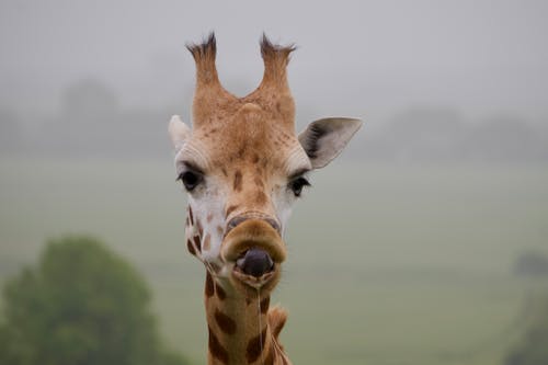 doğa, zürafa içeren Ücretsiz stok fotoğraf