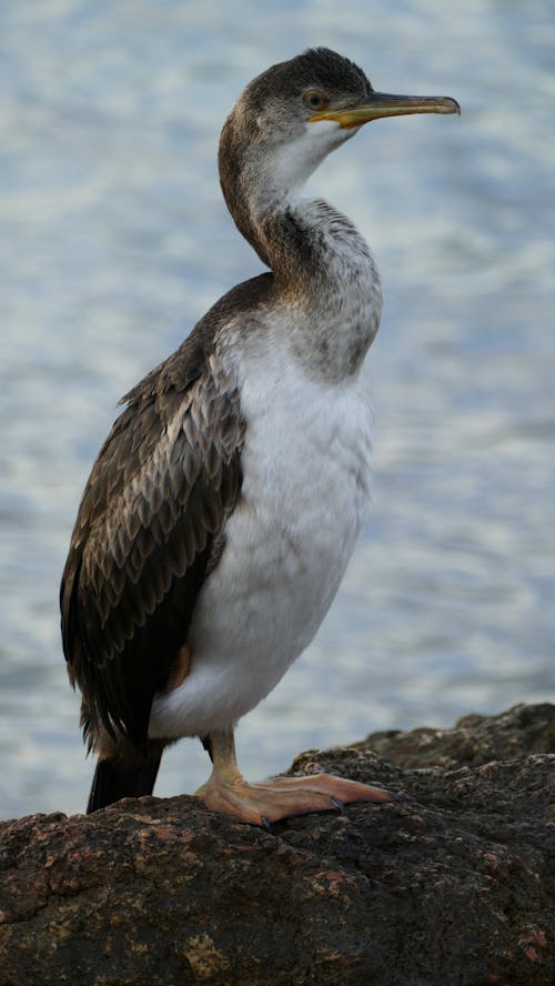 A bird standing on a rock by the water