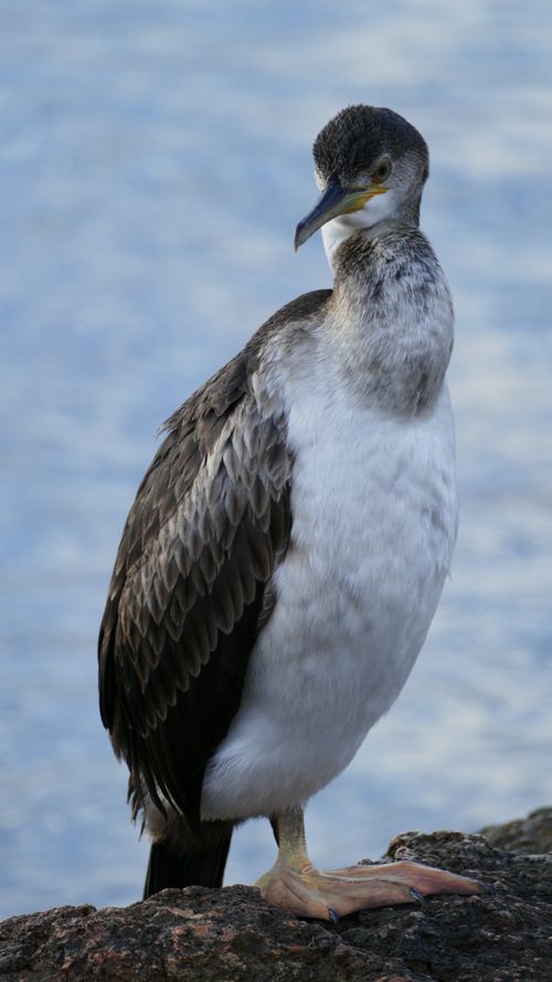 Free Close-up photo of a Spotted Shag, a seabird, standing on a rock by the sea. Captured in natural habitat. Stock Photo