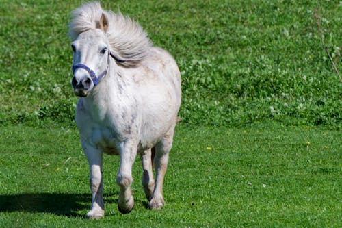 A small white horse running through a field