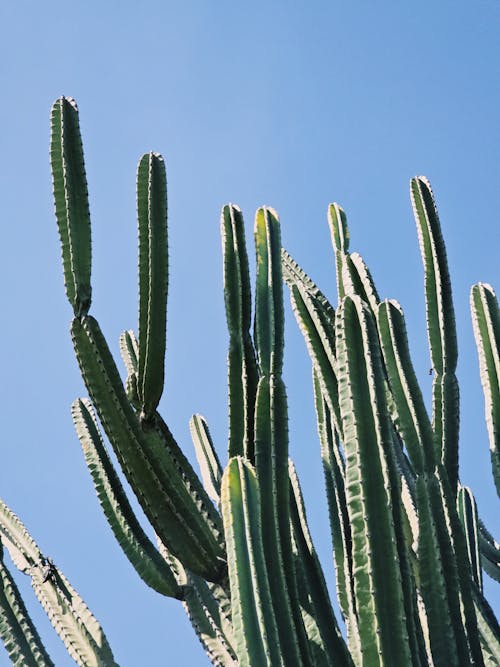 A cactus plant with green leaves against a blue sky
