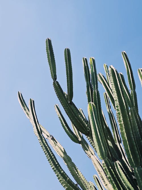 A cactus plant with a blue sky in the background