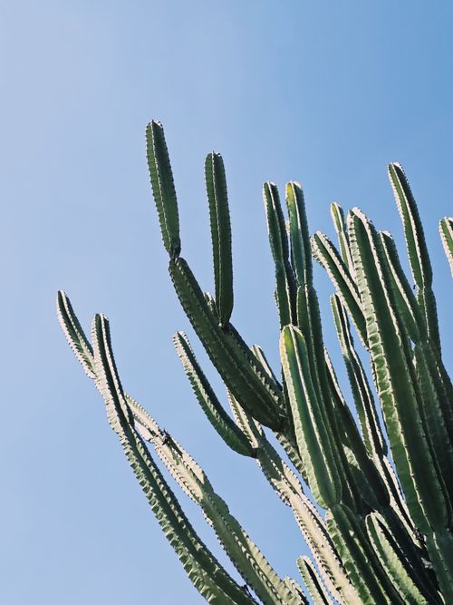 Free Vertical shot of tall green cacti under a clear blue sky, showcasing nature's simplicity. Stock Photo