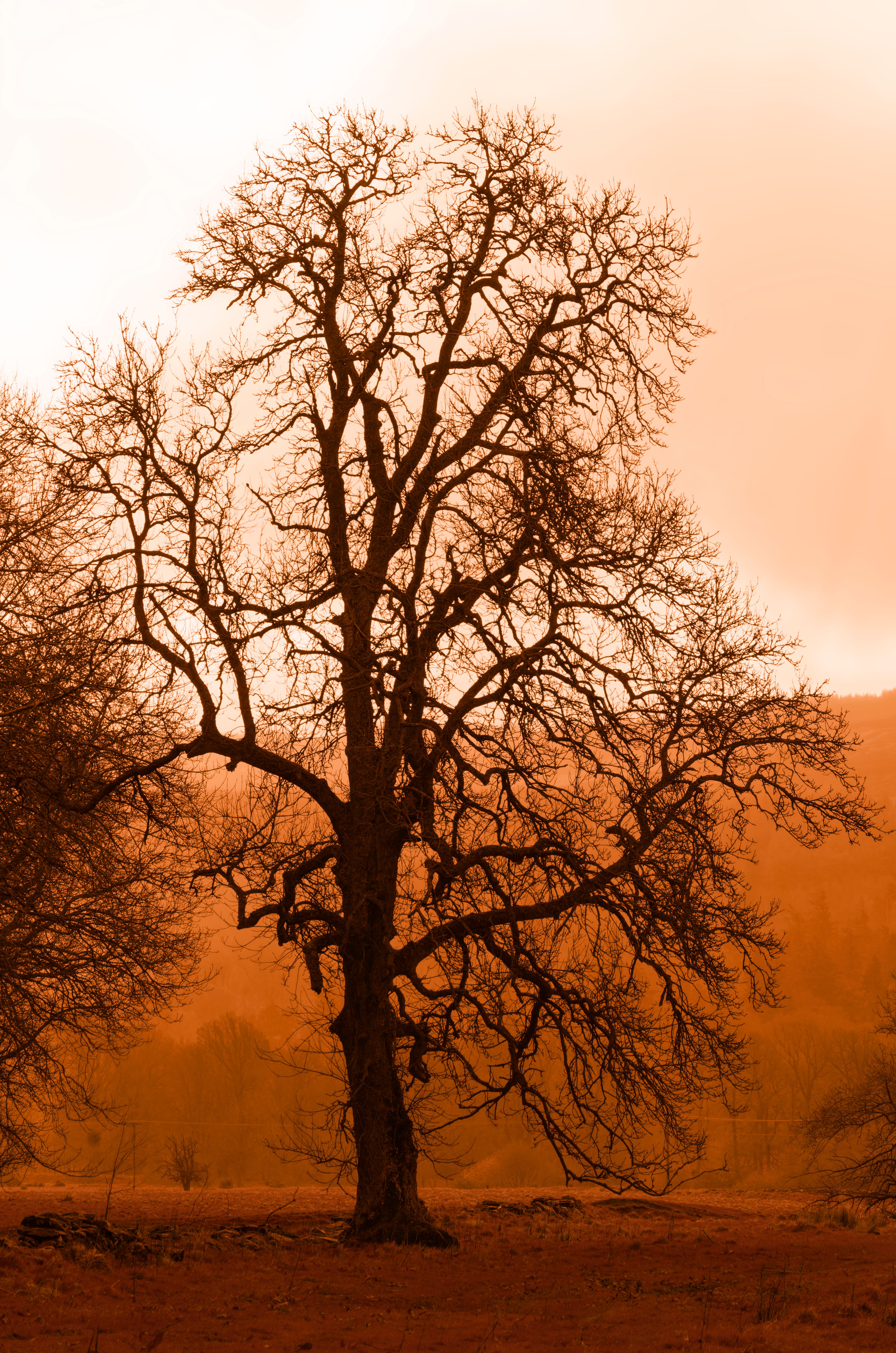 Foto de stock gratuita sobre al aire libre, anochecer, árbol, artístico ...