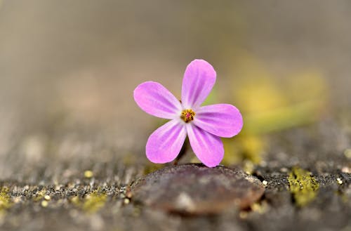 açık hava, Bahçe, bitki örtüsü içeren Ücretsiz stok fotoğraf