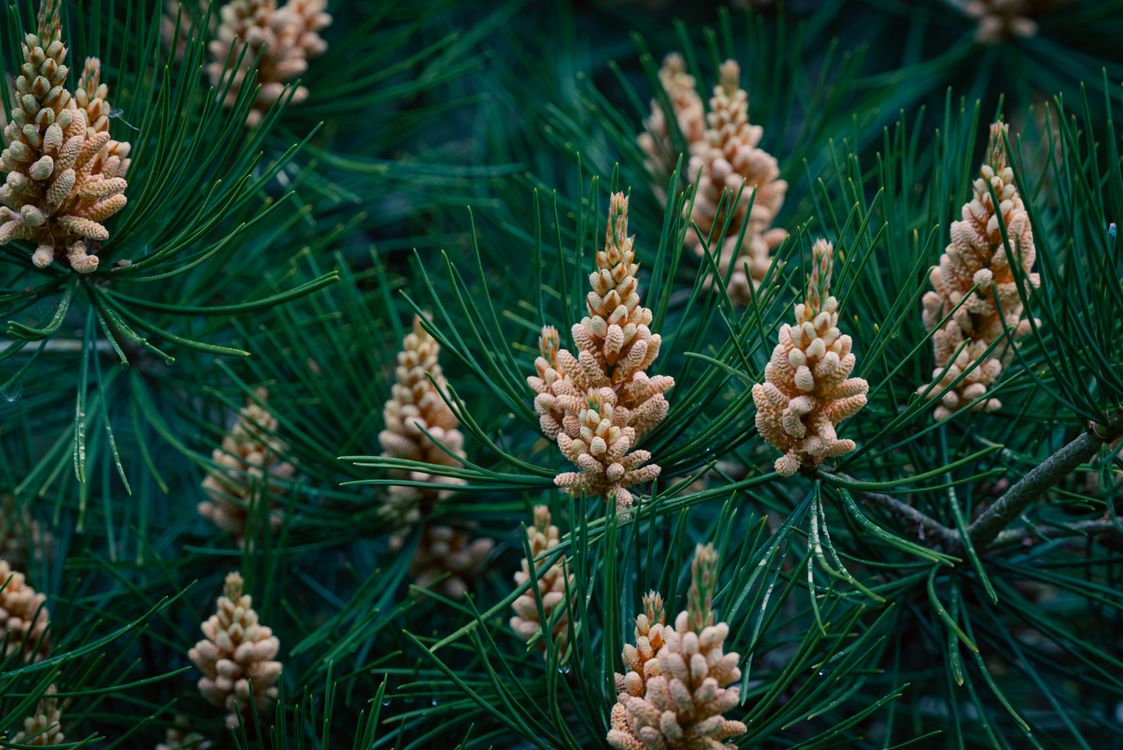 Spring Cony Spring Cones on Branch · Free Stock Photo