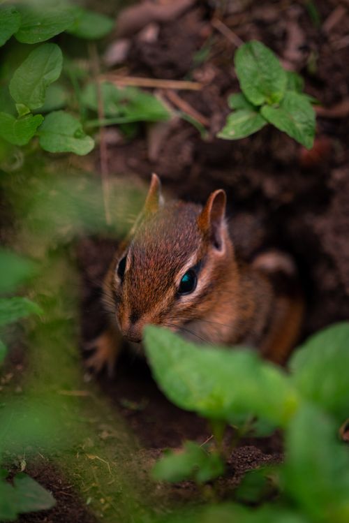 Free A curious chipmunk peeks out from its burrow amidst vibrant green leaves, captured in a close-up shot. Stock Photo