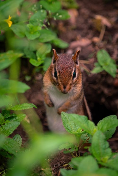 Free A chipmunk stands alert among green plants, embodying wildlife curiosity. Stock Photo