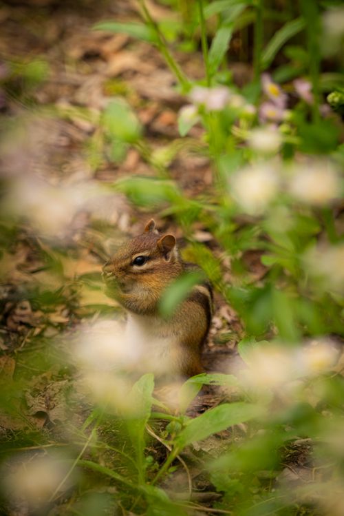 Free A chipmunk sits among green foliage, captured in a serene nature scene. Stock Photo