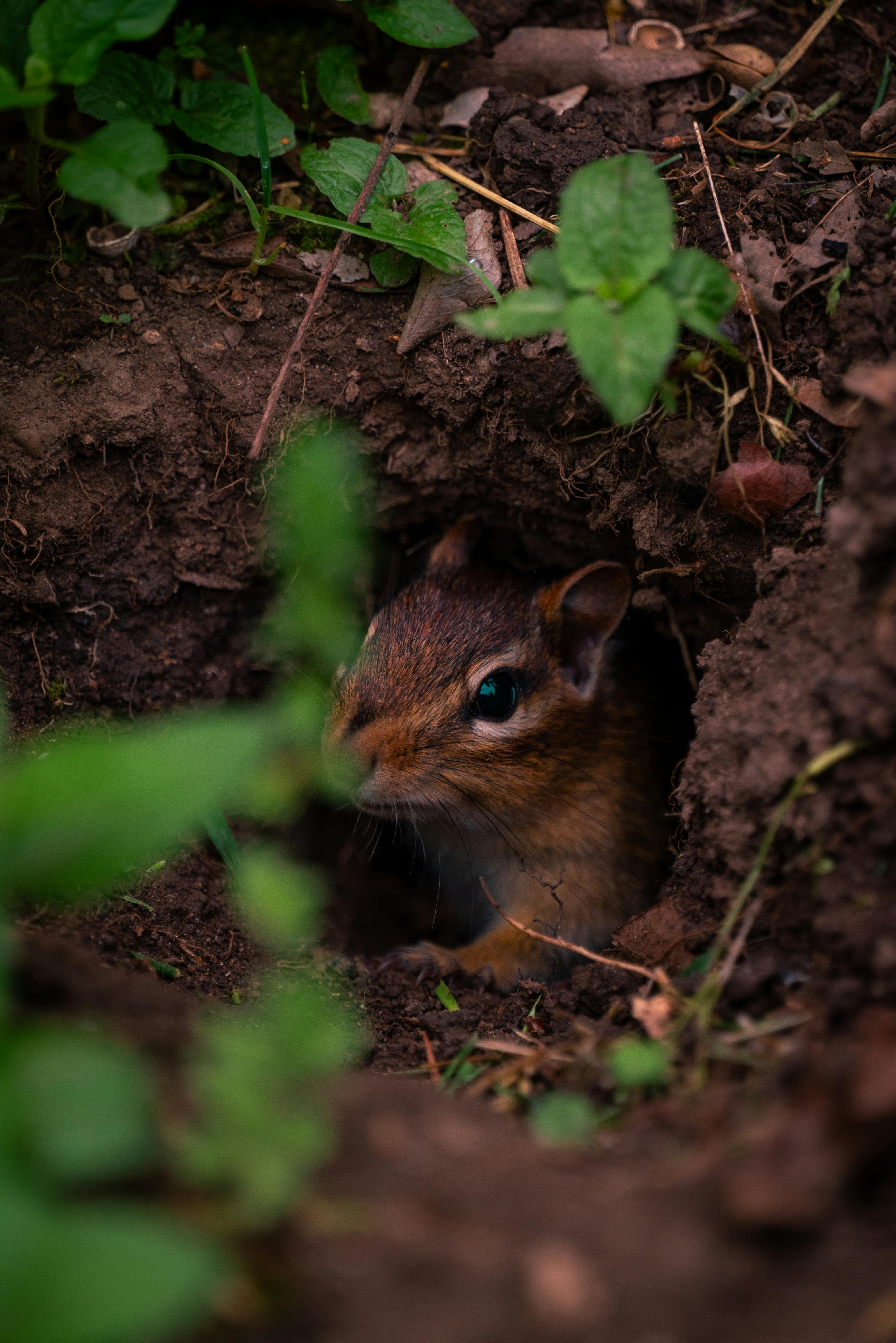 A chipmunk peeking out of its burrow surrounded by lush greenery.