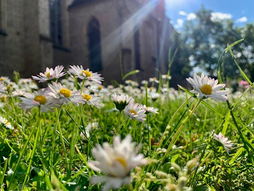 Ingyenes stockfotó blumen, fű virágok, kirche témában