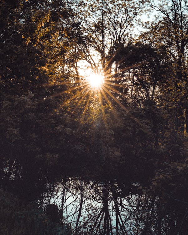 Free Sun Rays Between Trees Stock Photo