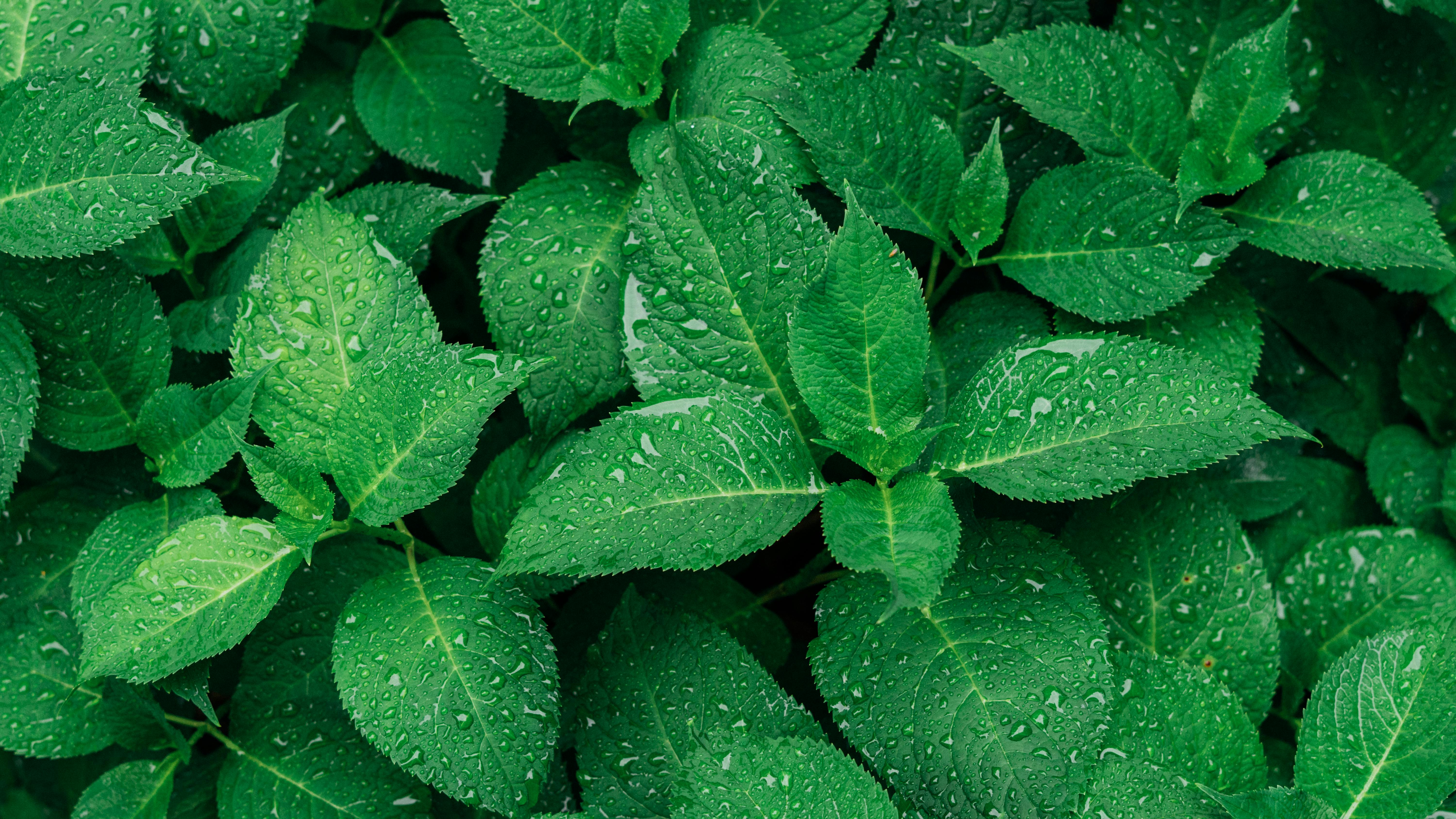 green leafed plants