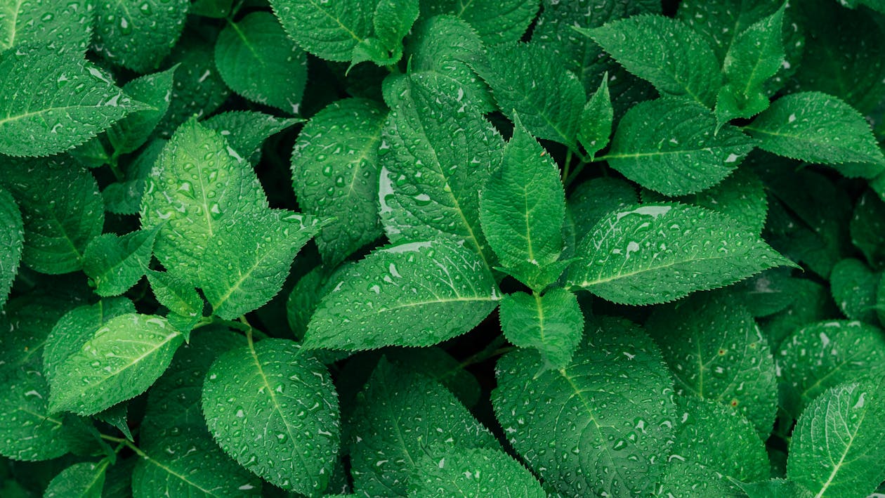 Free Green Leafed Plants Stock Photo