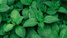 特写镜头捕捉了户外拍摄中充满活力的绿叶和雨滴