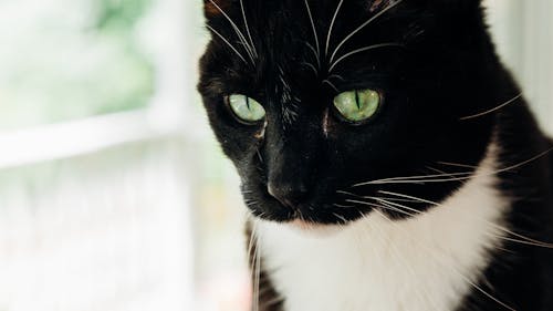 Close-Up Photo of Black Cat