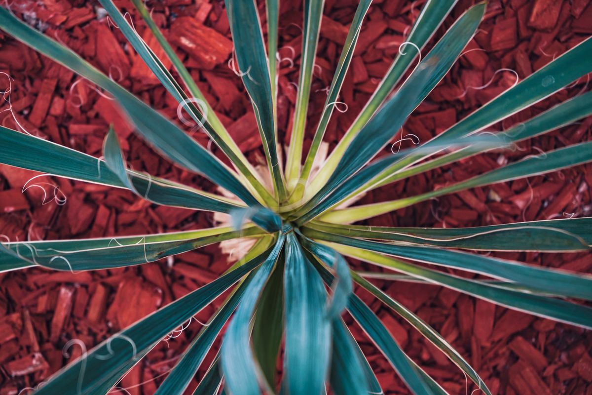 Mulch refresh