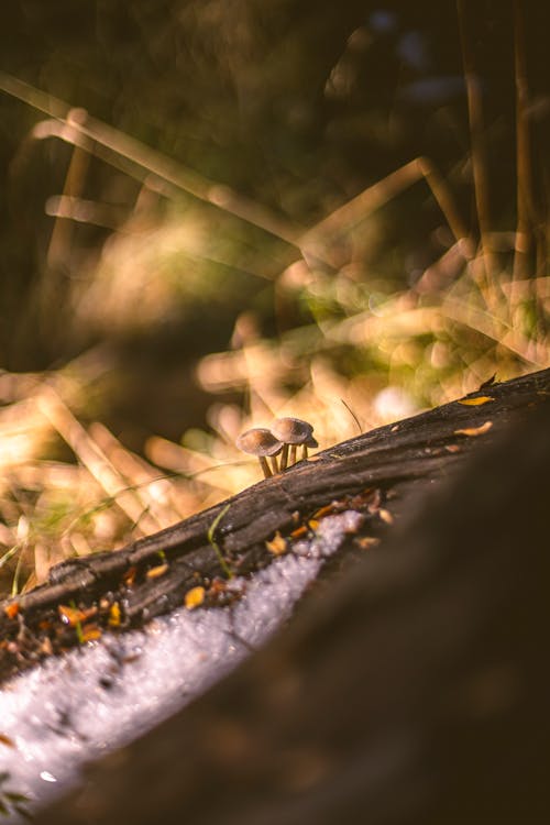 A small bee on a log in the snow