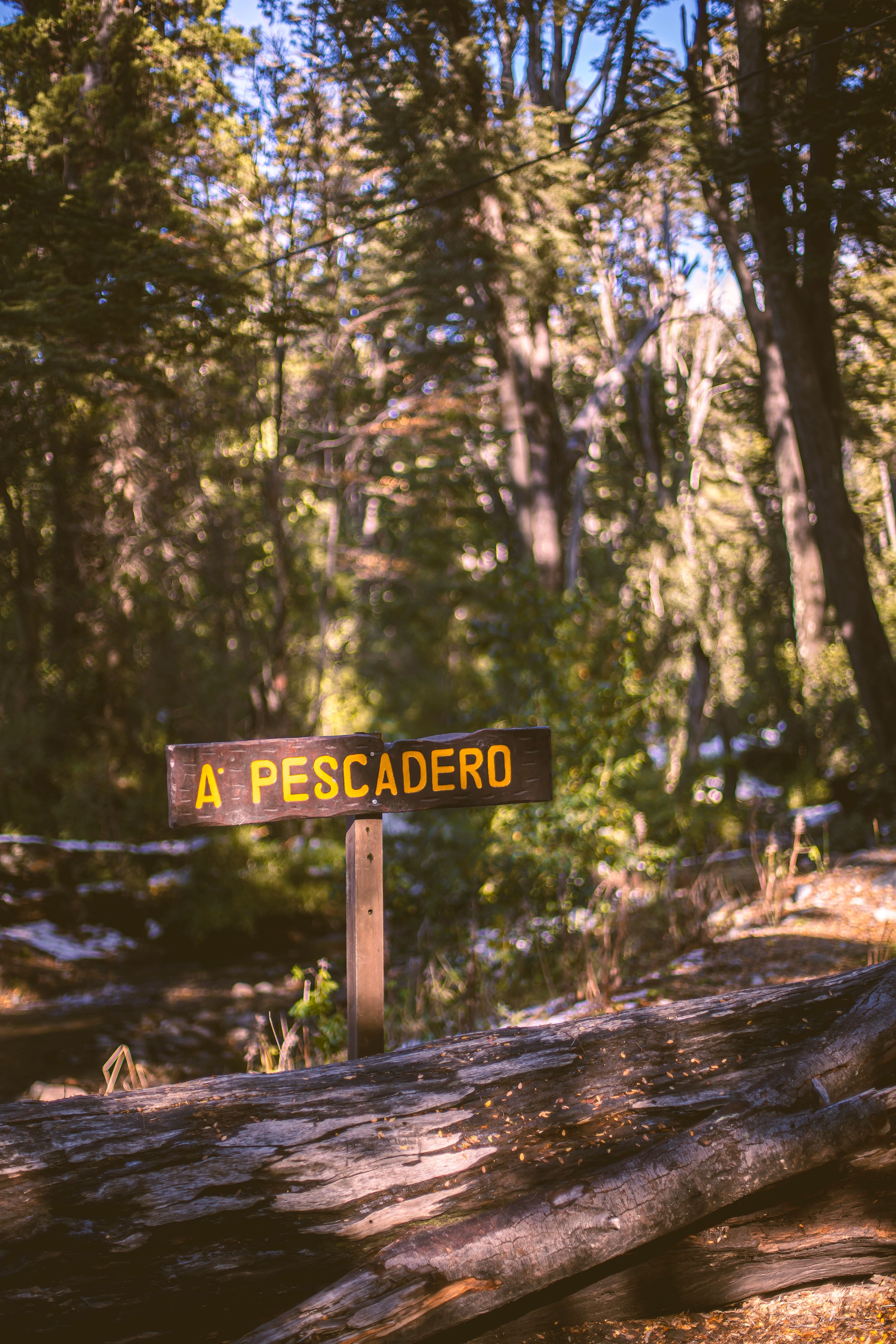 A wooden sign pointing to Pescadero in a sunlit forest near San Carlos de Bariloche, Argentina.