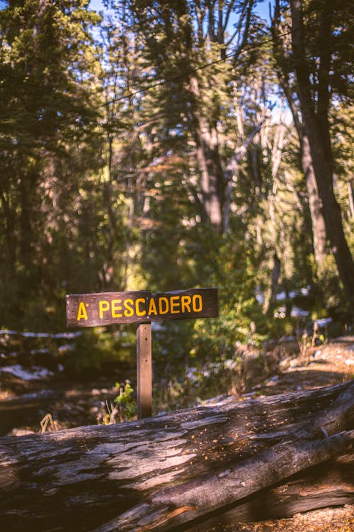 Photos gratuites de arbre, Argentine, aube