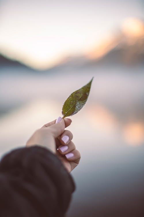 A person holding a leaf in front of a lake