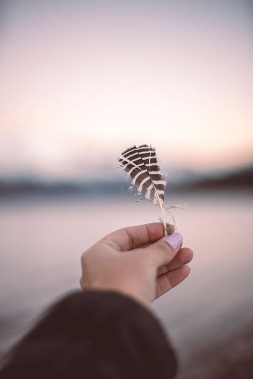 Free Close-up of a hand holding a striped feather by a foggy lake during dawn. Stock Photo