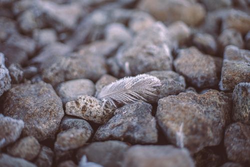 Free Close-up of a frosty feather on stones, capturing the essence of winter in Bariloche. Stock Photo