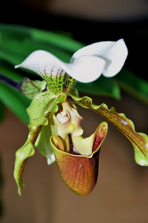 Flor, orquídea,  planta,  jardim, natureza,  natural,  Verde 