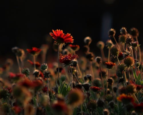 Free stock photo of texas, wildflowers