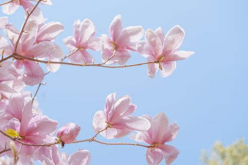 Free Delicate magnolia flowers blooming against a clear blue sky, showcasing spring beauty. Stock Photo
