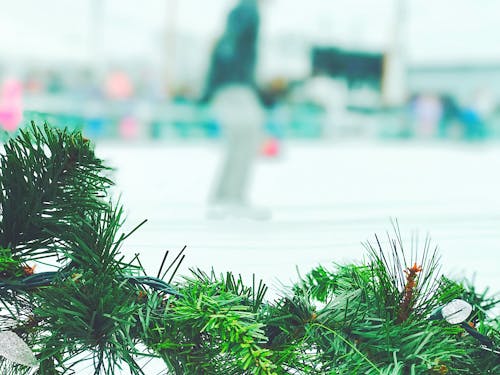 Selective Focus Photography of Christmas Tree