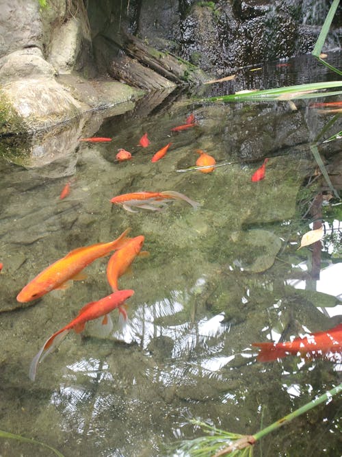 橙色的魚, 魚, 魚池 的 免費圖庫相片