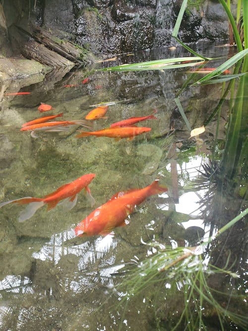 橙子, 水反射, 魚池 的 免費圖庫相片