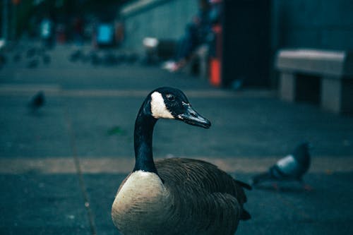Free White and Black Duck Selective Focus Photography Stock Photo
