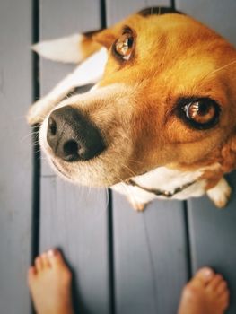 一只可爱的小猎犬赤脚凝视着木门廊
