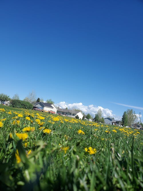 春天, 白色的雲, 綠草地 的 免費圖庫相片