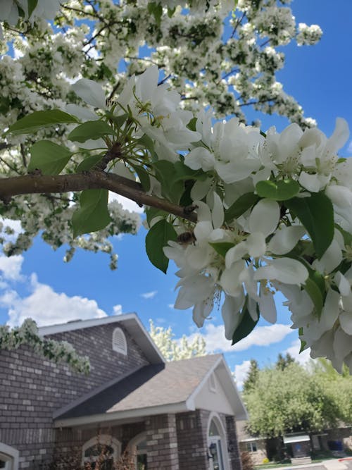 拱, 春天, 白花 的 免費圖庫相片