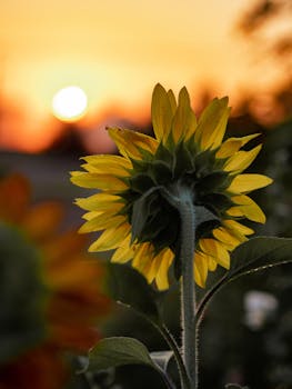 鲜艳的夏季日落映衬着令人惊叹的向日葵轮廓，捕捉到自然之美