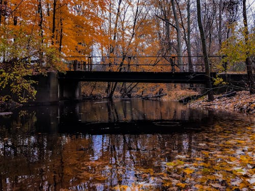 Free stock photo of autumn, fall, reflection