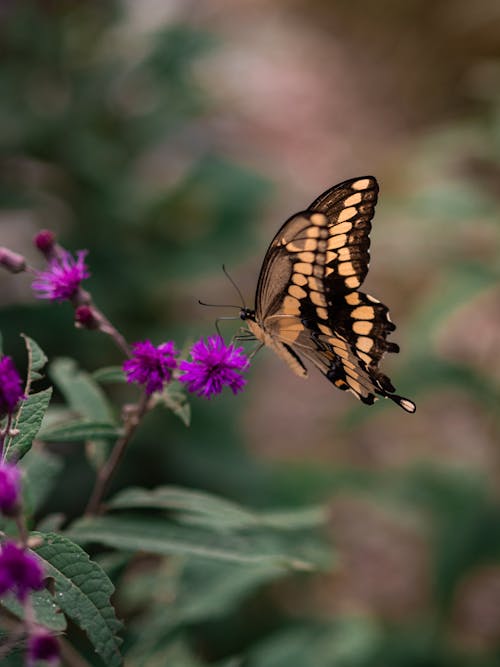 Free stock photo of butterfly, flower, insect