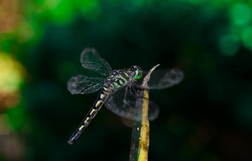 Darmowe zdjęcie z galerii z bokeh, fotografia makro, latać