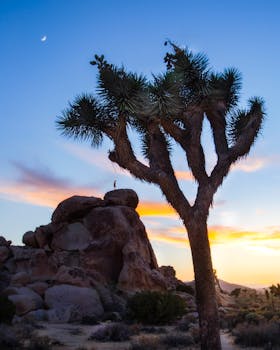 约书亚树的风景与色彩缤纷的沙漠日落，映衬着岩石结构